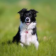 Border collie Maddie (RIP)