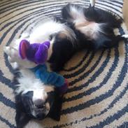 Border collie Maddie (RIP)