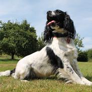 Engelsk springer spaniel Puk