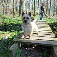 Cairn terrier Nova