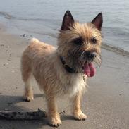 Cairn terrier Nova