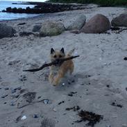 Cairn terrier Nova