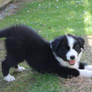 Border collie Ziyan