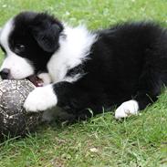 Border collie Ziyan