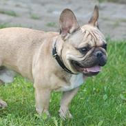 Fransk bulldog Manse