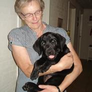 Labrador retriever Ricko