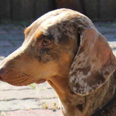 Gravhund Teckels Rusia