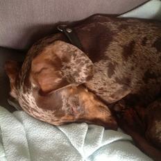 Gravhund Ritalina  fra kennel Teckel