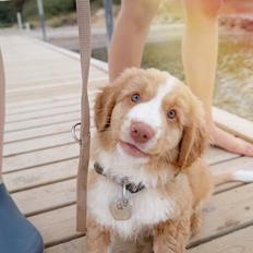 Nova scotia duck tolling retriever Arthur