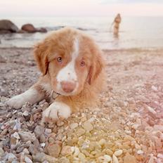 Nova scotia duck tolling retriever Arthur