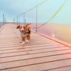 Nova scotia duck tolling retriever Arthur
