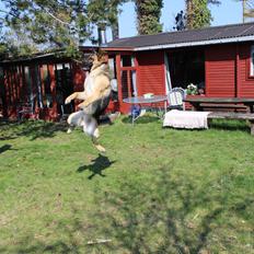 Schæferhund Mille D2