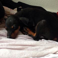 Dvaergpinscher Alvin