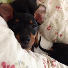 Dvaergpinscher Alvin