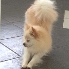 Pomeranian Cocio