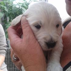 Golden retriever Milton