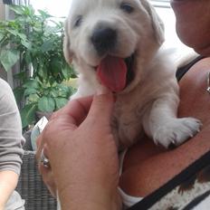 Golden retriever Milton