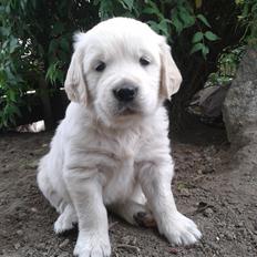 Golden retriever Milton