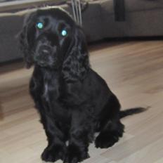 Cocker spaniel Daisy