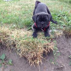 Blanding af racer Møffe