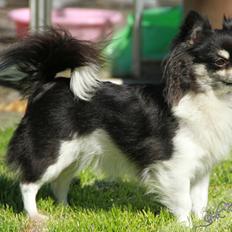 Chihuahua DKCH Milltoff's Gossip Girl ~Zaffie~