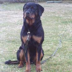 Rottweiler Milo