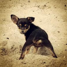 Blanding af racer Chanel