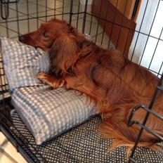 Dværggravhund Kenzo (King/Kejser)