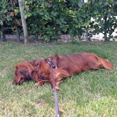 Dværggravhund Kenzo (King/Kejser)