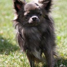 Chihuahua Valentino Del Modisto - Koda