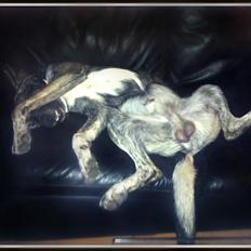 Blanding af racer Balder