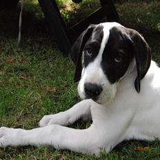 Grand danois Sylvester 11/4-2014