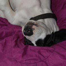 Grand danois Sylvester 11/4-2014