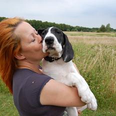 Grand danois Sylvester 11/4-2014