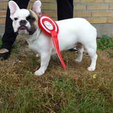 Fransk bulldog Bullystyle's Miss Personality