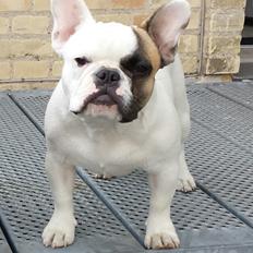 Fransk bulldog Bullystyle's Miss Personality
