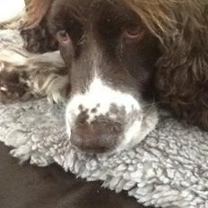 Engelsk springer spaniel Jonson