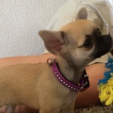 Chihuahua Coco