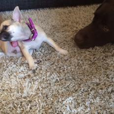 Chihuahua Coco