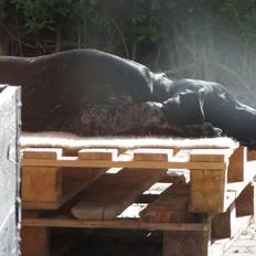 Ruhåret hønsehund Hjortlunds Eiko