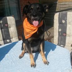 Blanding af racer Flora