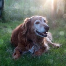 Nova scotia duck tolling retriever Marvin