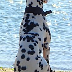 Dalmatiner Diego 'Flyttet' LÆS BESKRIVELSE