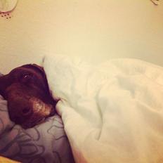 Korthåret hønsehund Tilde(min eneste ene)