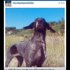 Korthåret hønsehund Tilde(min eneste ene)