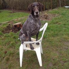 Korthåret hønsehund Tilde(min eneste ene)