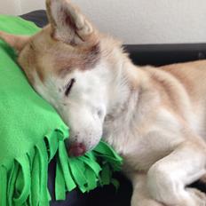 Siberian husky Coco