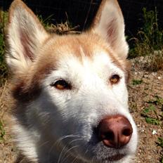 Siberian husky Coco