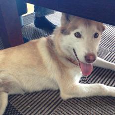Siberian husky Coco