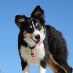 Border collie Skjernå Bordercollie Louis